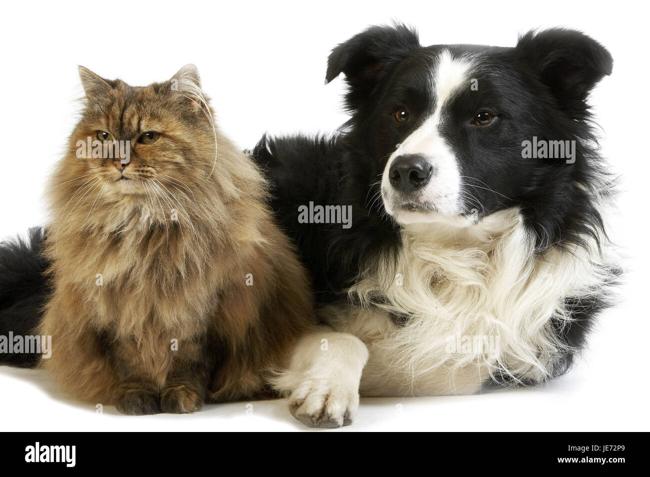 Der Border Collie, Hund, Schildpatt-persische Katze, Katze, Hund, Lüge, weißer Hintergrund, Stockfoto
