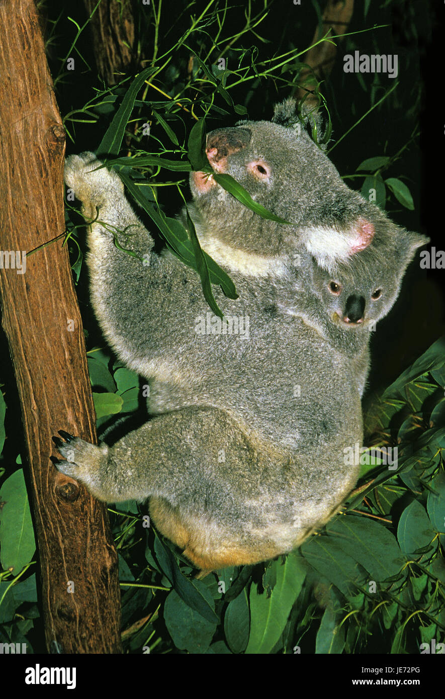 Koala, Phascolarctos Cinereus, Weibchen, Jungtier auf dem Rücken, Australien Stockfoto