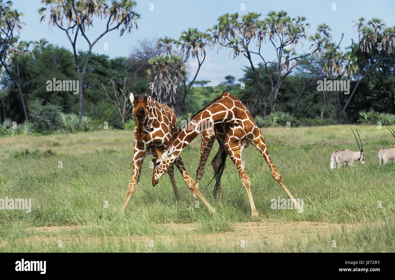 Netzwerk-Giraffe, Giraffe Giraffa Reticulata, paar, Kampf, Samburu Park, Kenia, Stockfoto