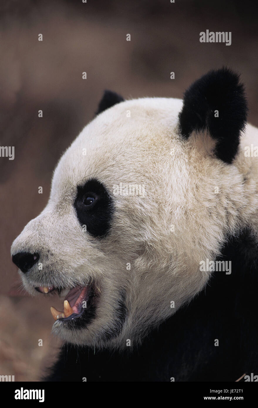 Großer Panda, Ailuropoda Melanoleuca, erwachsenes Tier, Porträt, Wolong Reserve, China, Stockfoto