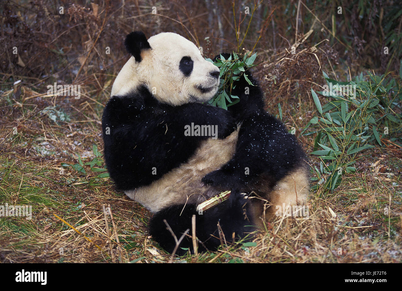 Großer Panda, Ailuropoda Melanoleuca, erwachsenes Tier, Essen, Bambus, Wolong Reserve, China, Stockfoto