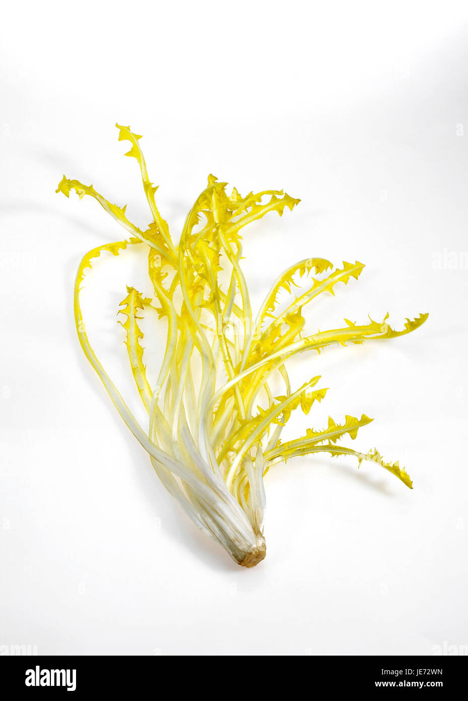 Salat, Barbe de ehemaliges, Cichorium Intybus, auch Chicorée, Blätter, weißer Hintergrund, Stockfoto