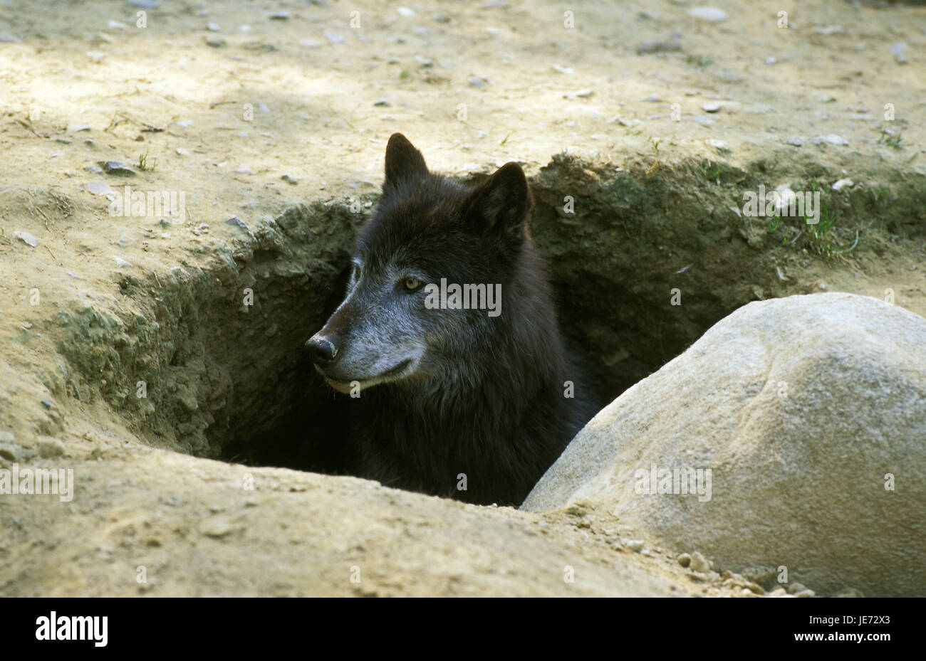 Mackenzie Wolf, Canis Lupus Occidentalis, auch kanadischer Wolf, erwachsenes Tier Erde Grube, Eingang, Kanada, Stockfoto