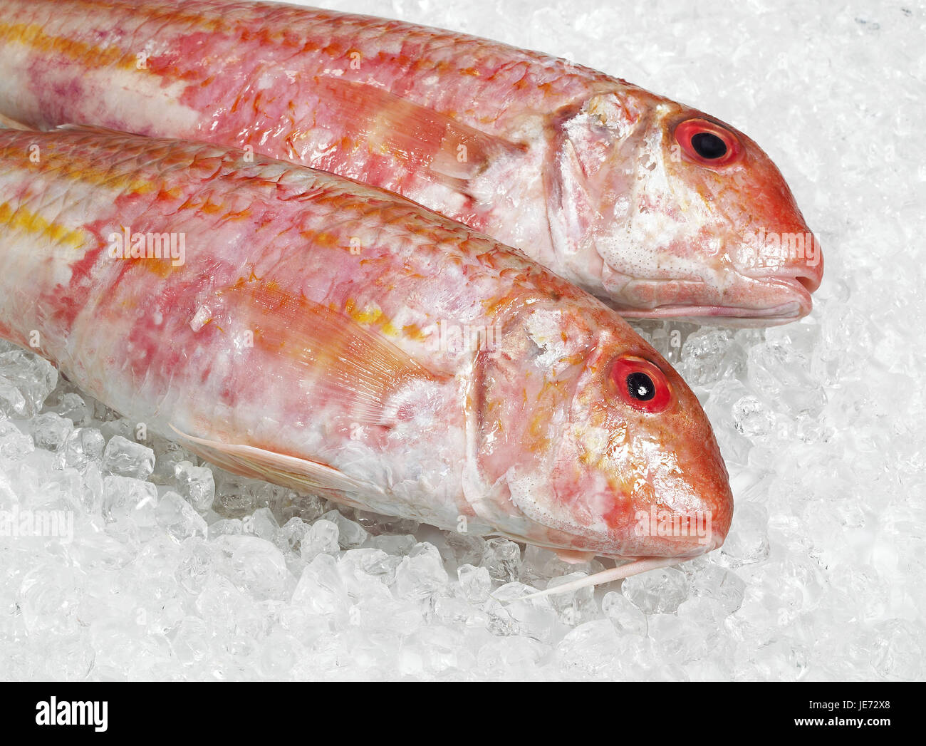 Meer, Kuckuck, žclimb Cuculus, Fisch, auf E scharf, Stockfoto