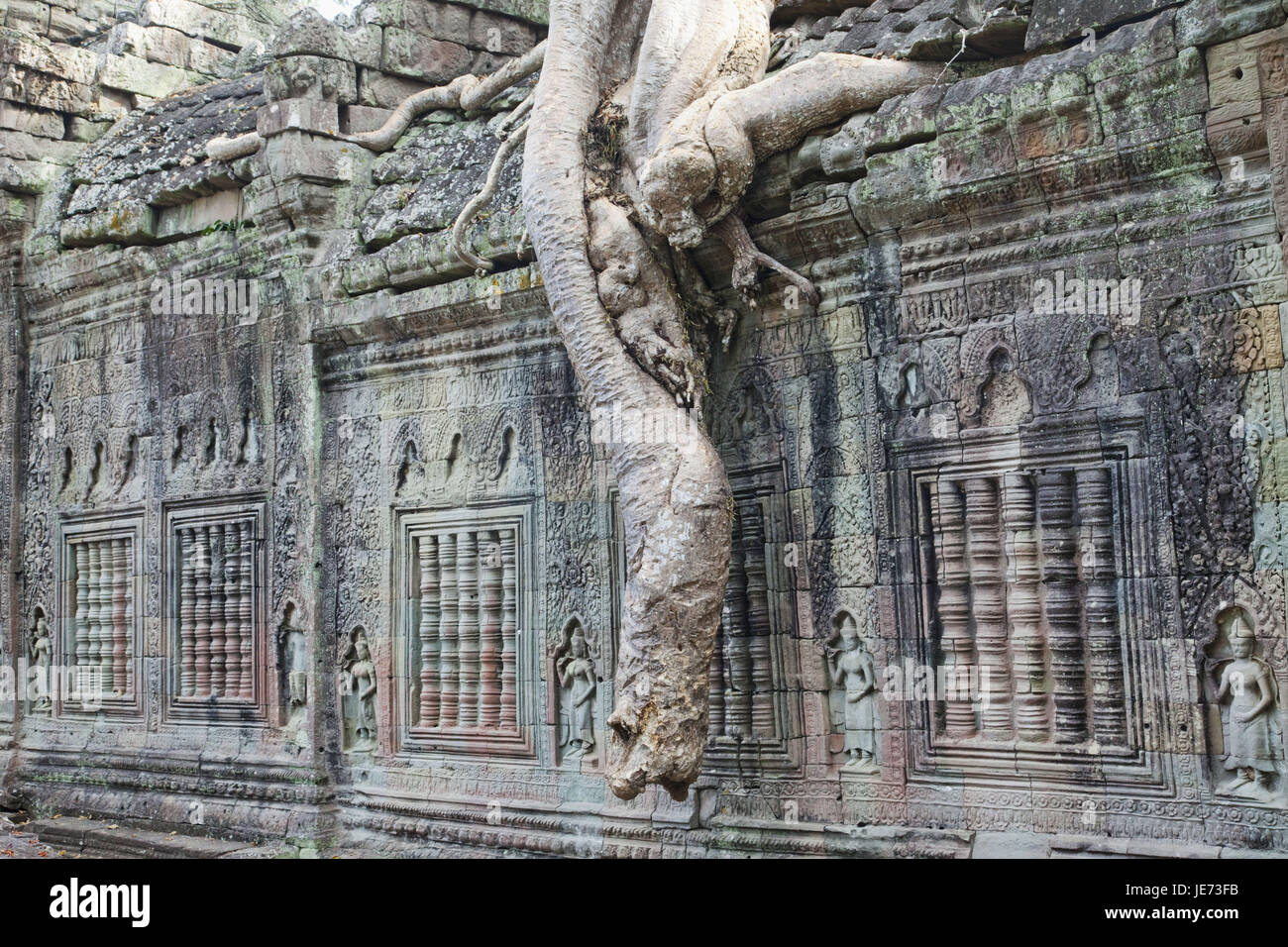 Kambodscha, Siem Reap, Angkor, Tempel Preah Khan, Baumwurzel, Stockfoto