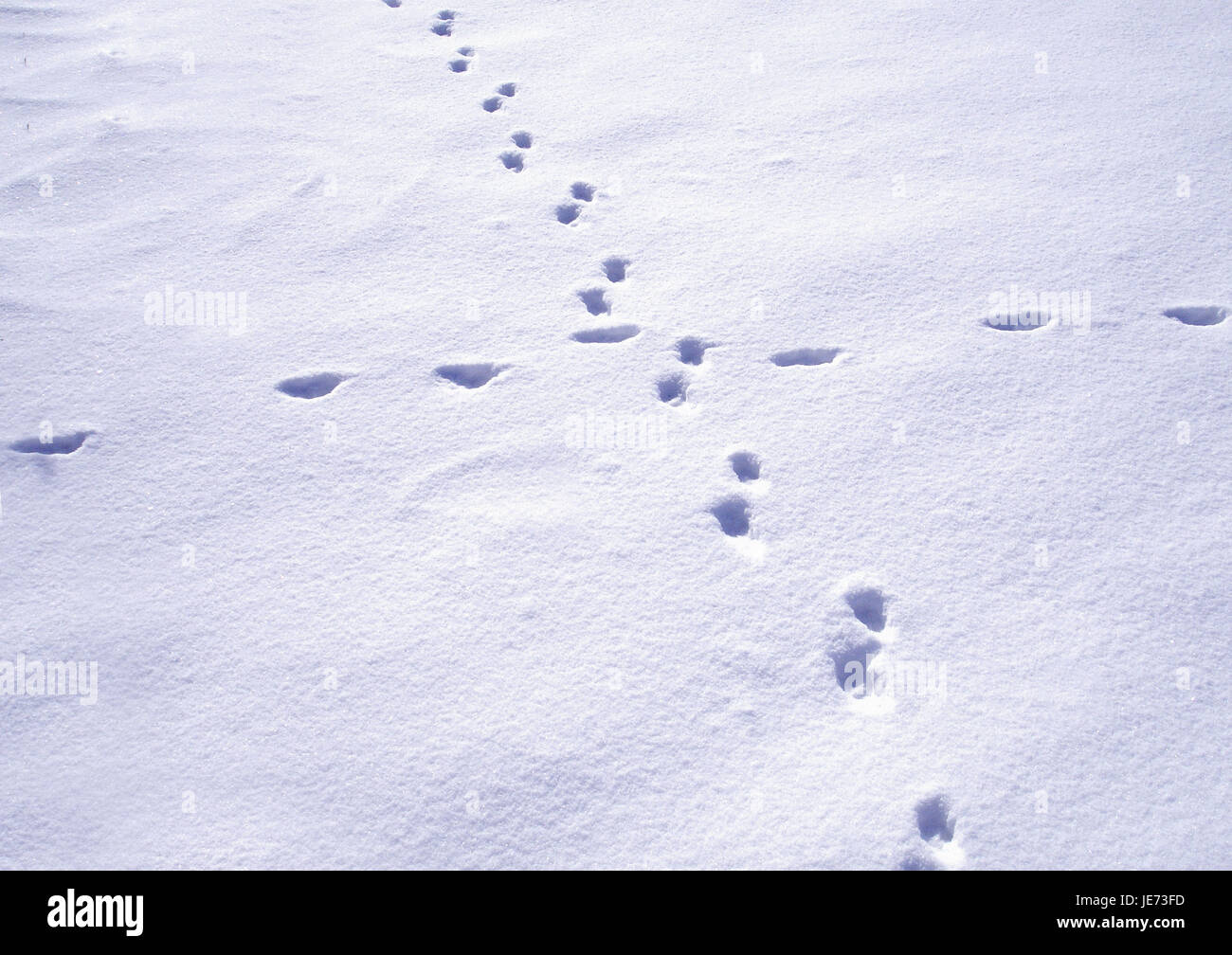 Tierspuren im Schnee, Stockfoto
