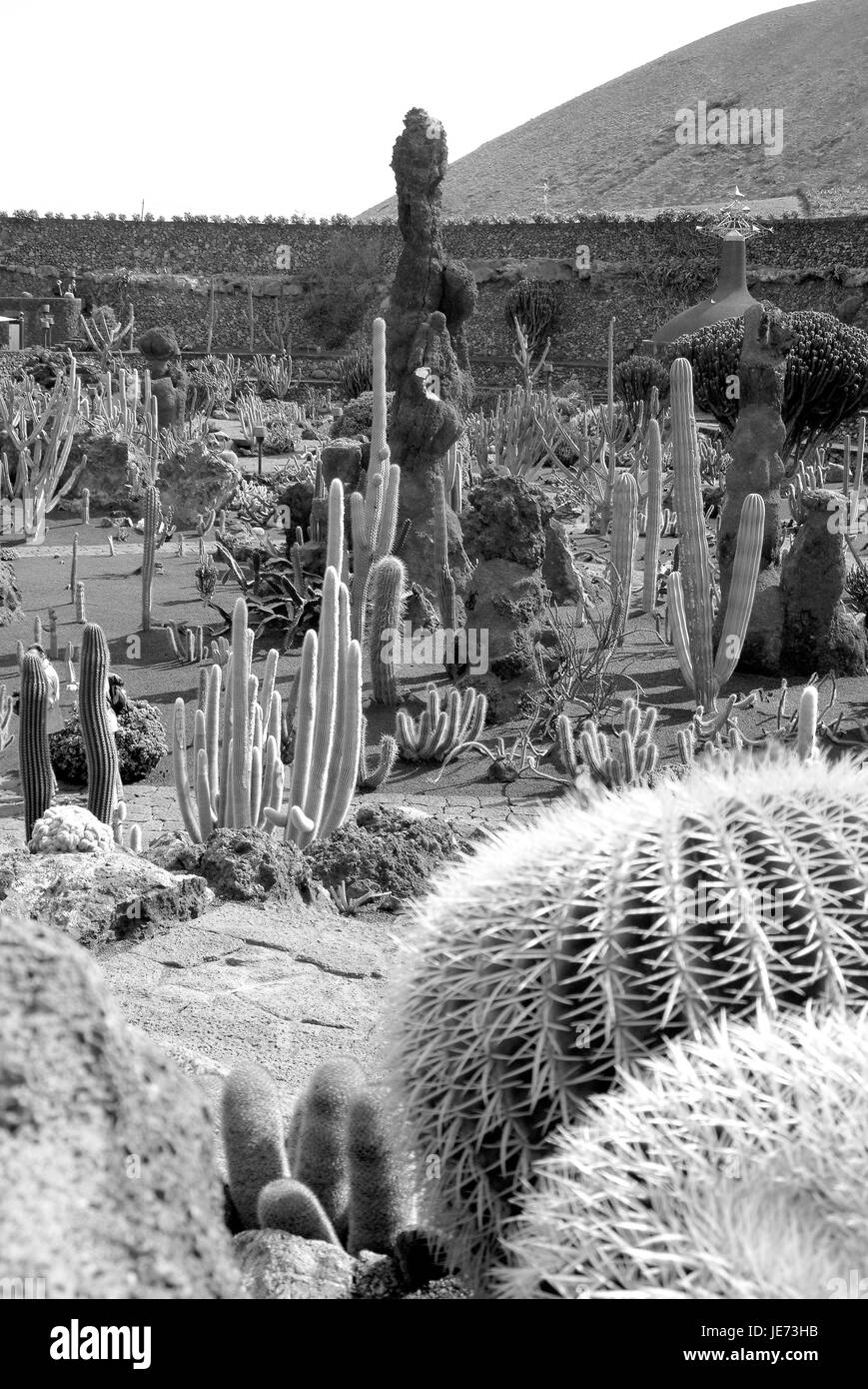 Kakteen Garten, Lanzarote, Kanarische Inseln, s/w, Stockfoto