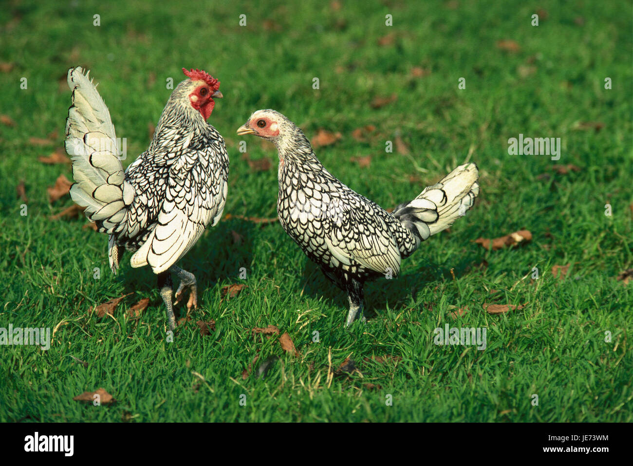 Hahn und Henne in der Wiese, Stockfoto