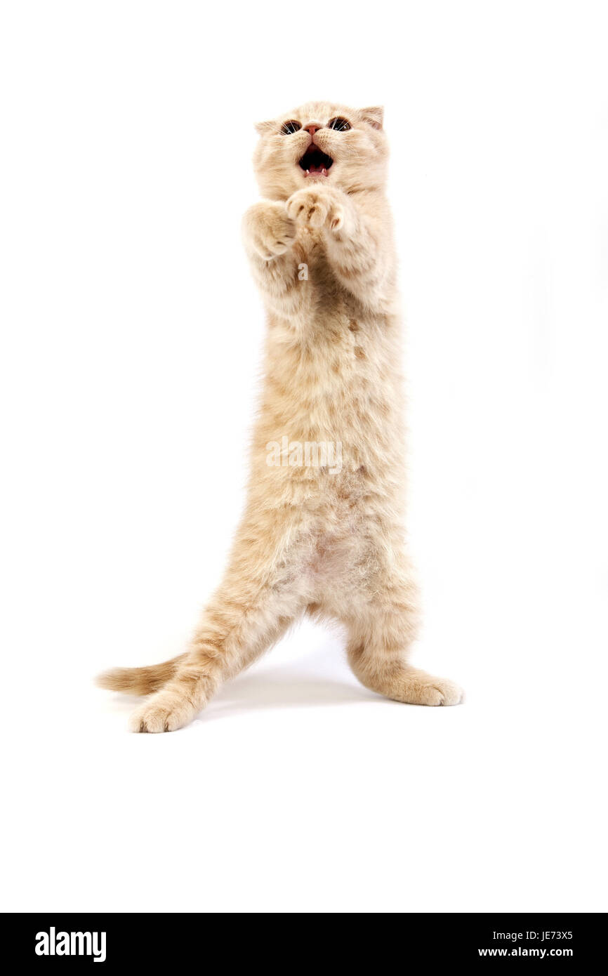 Katze Baby vor weißem Hintergrund, Stockfoto