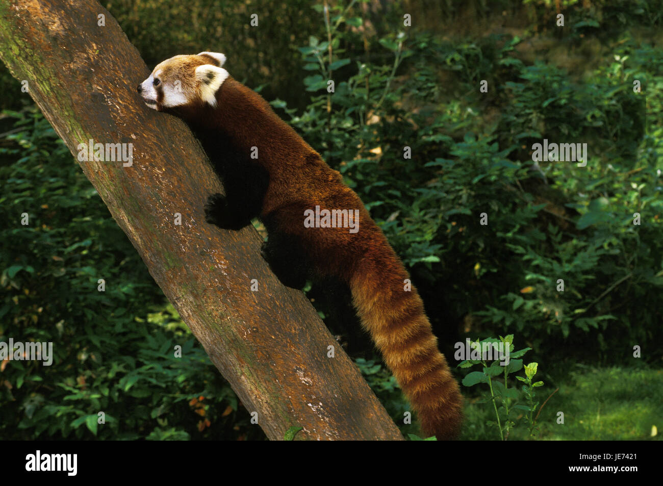 Kleine Panda auf einem Baumstamm, Ailurus Fulgens, Stockfoto