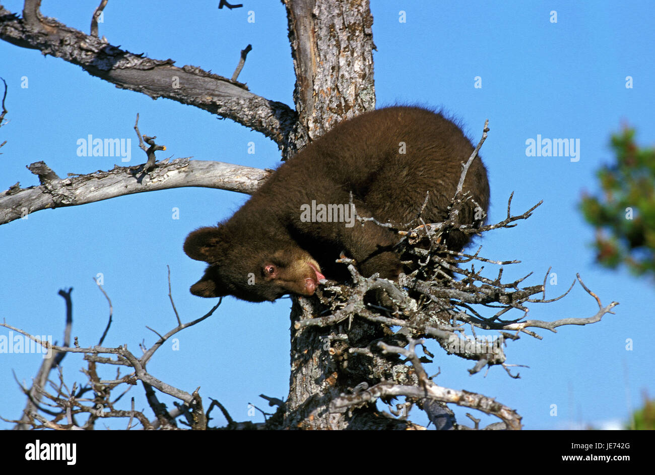 Amerikanischen Schwarzbären, Ursus Americanus, junges Tier auf einem Baum, Stockfoto