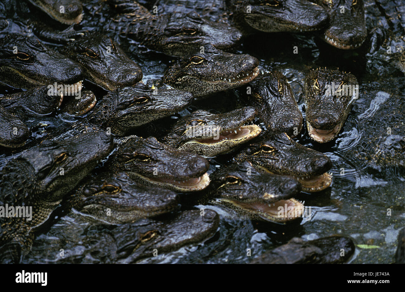Mississippi Alligatoren Alligator Mississipiensis, Jungtiere, Krokodilfarm, Stockfoto