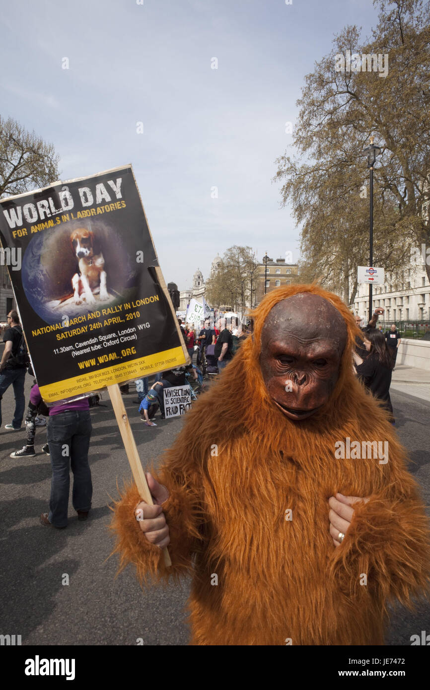 England, London, Whitehall, Demonstration, Tier-Welt-Tag, UK, GB, Mann, Futter, Tier, Affen, Tierwelt-Tag, Welt-Tag, Sozialarbeit, Protest, Person, Demonstrator, zeigen, Stockfoto