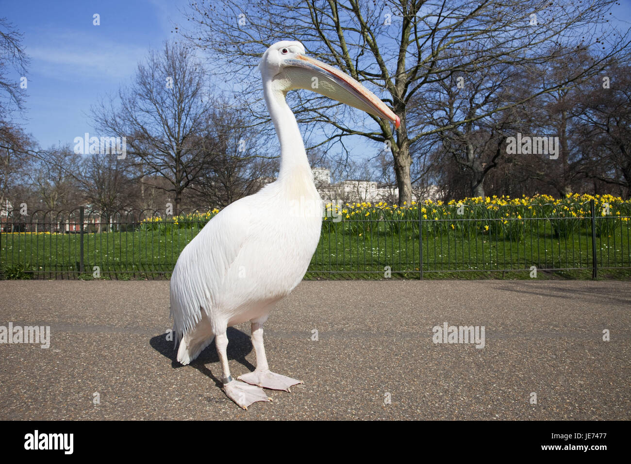 England, London, St. James Park, Pelikan, seitlich, Tiere, park, Frühling, Pelecanidae, Pelecanus, Wasservögel, Vögel, Pelecaniformeses, Natur, niemand, Stockfoto