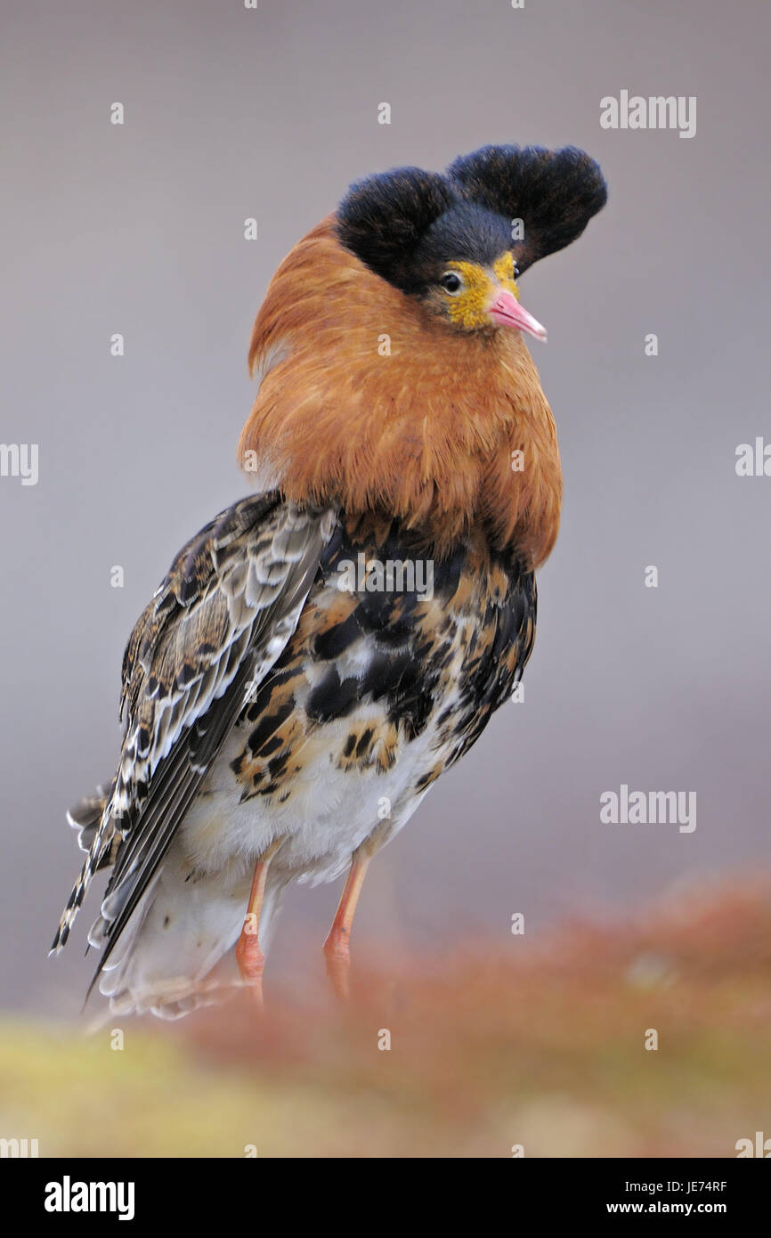 Kämpfen, Läufer, Balz Display Platz, Varanger-Halbinsel, Norwegen, Balz, Tier, wildes Tier, Vogel, Glanz Kleid, Männlein, Limikole, Schnepfenvogel, Arena Balz, an der Seite, Federn, Schmuck Federn, Zugvögel, mittlere Nahaufnahme Stockfoto