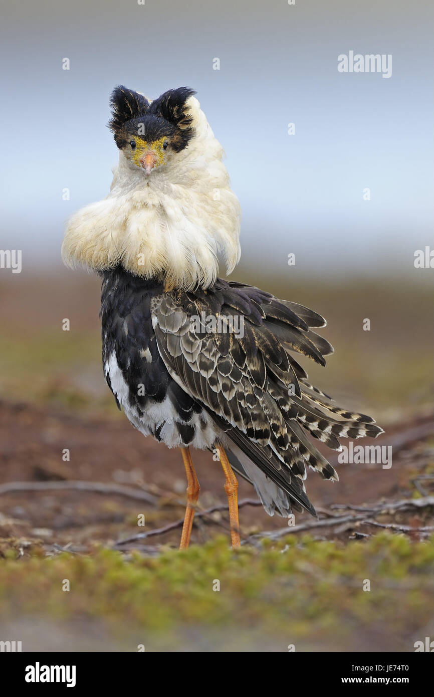 Kämpfen, Läufer, bei Seite, Balz Display Platz, Varanger-Halbinsel, Norwegen, Balz, Tier, wildes Tier, Vogel, Glanz Kleid, Männlein, Limikole, Schnepfenvogel, Arena Balz anzuzeigen, mittlere Nahaufnahme, Geschlechtsdimorphismus, Schmuck, Federn, Stockfoto