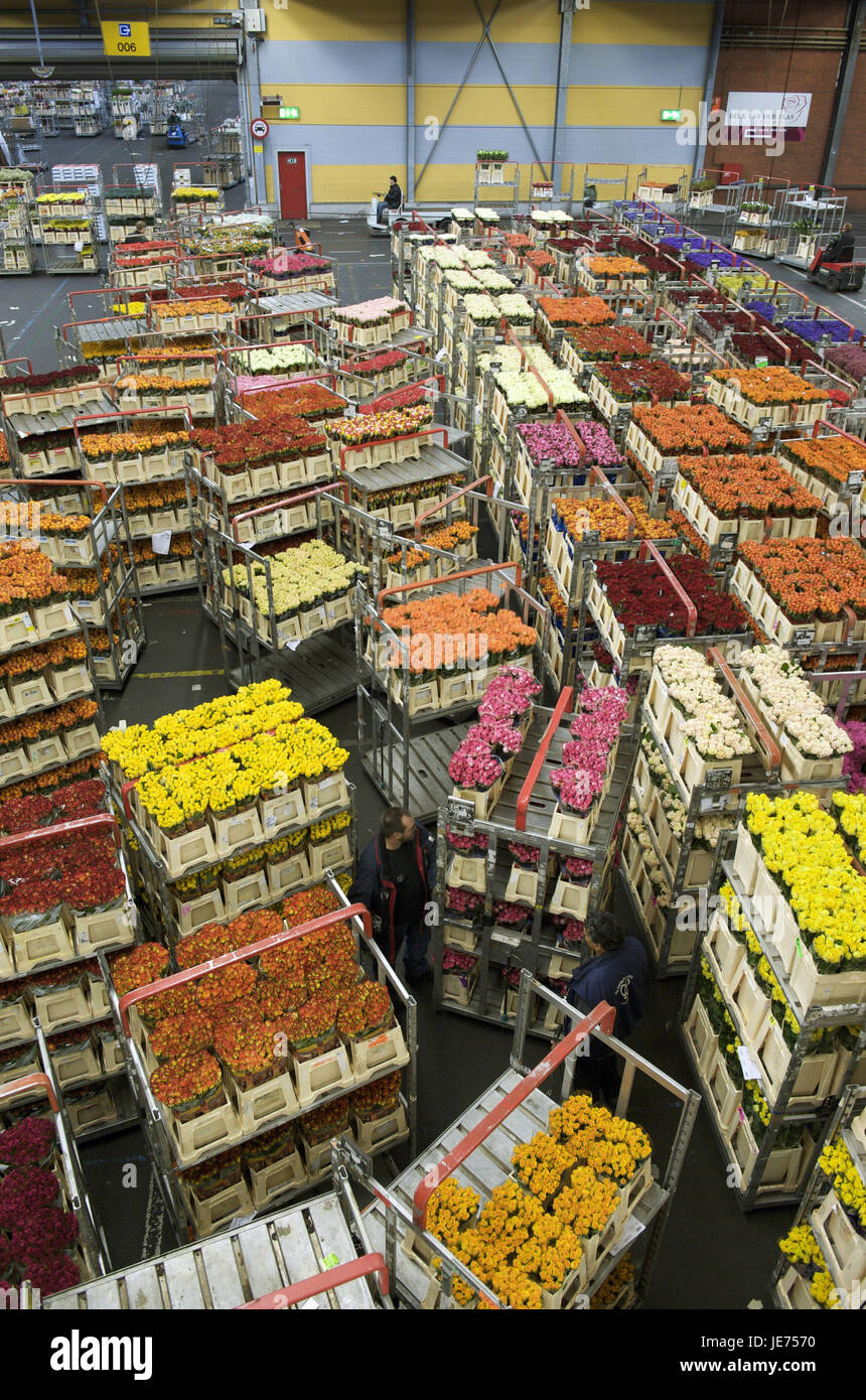 Blumenauktion holland -Fotos und -Bildmaterial in hoher Auflösung – Alamy