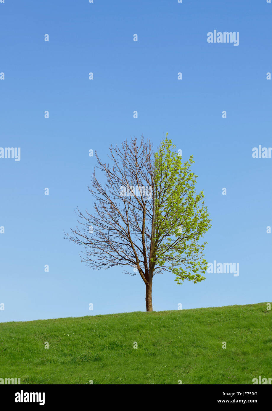 Baum, Jahreszeiten, Stockfoto
