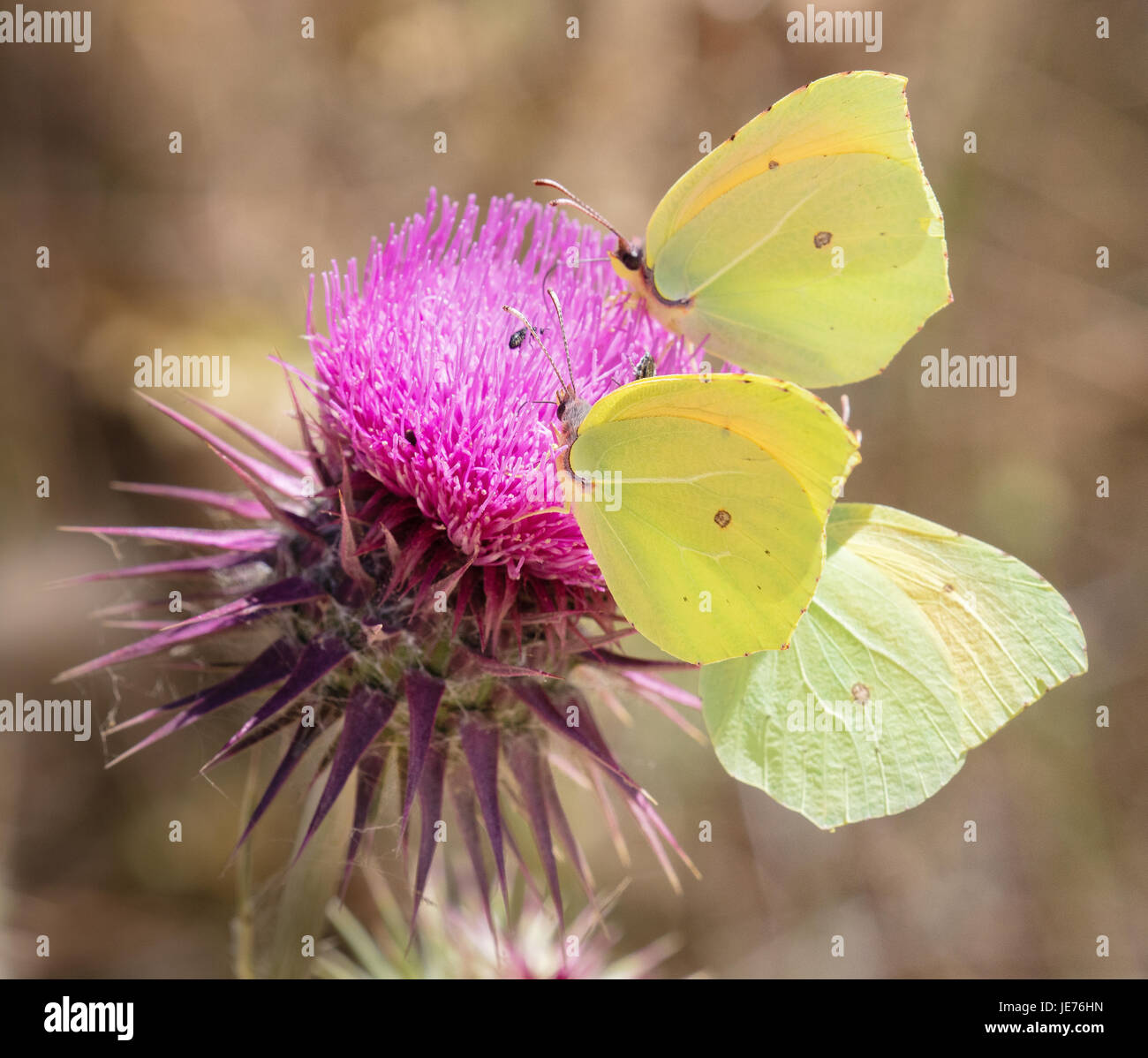 Ein Trio von Cleopatra Schmetterlinge Gonopterix Cleopatra Fütterung auf Distel Blume in Kroatien Stockfoto