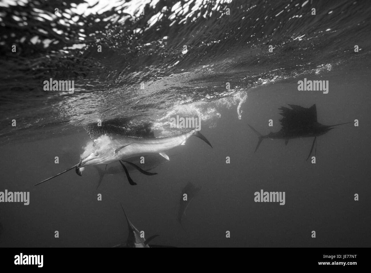 Segelfisch jagt Sardinen, Istiophorus Albicans, Isla Mujeres, Halbinsel Yucatan, die Karibik, Mexiko, Stockfoto