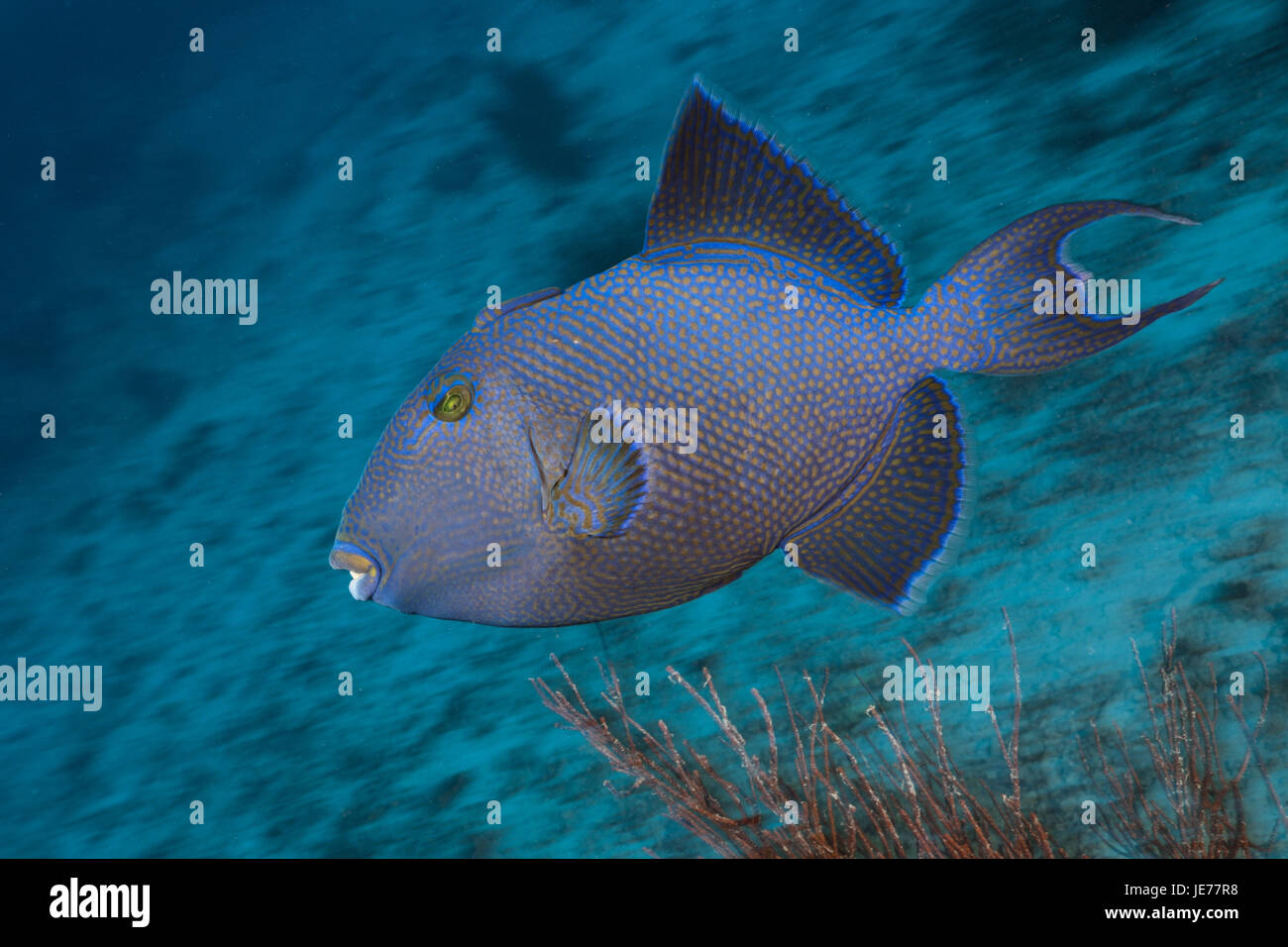 Blaues Klebeband Drucktaste Fisch, Pseudobalistes Fuscus, Namena Meerespark, Fidschi, Stockfoto