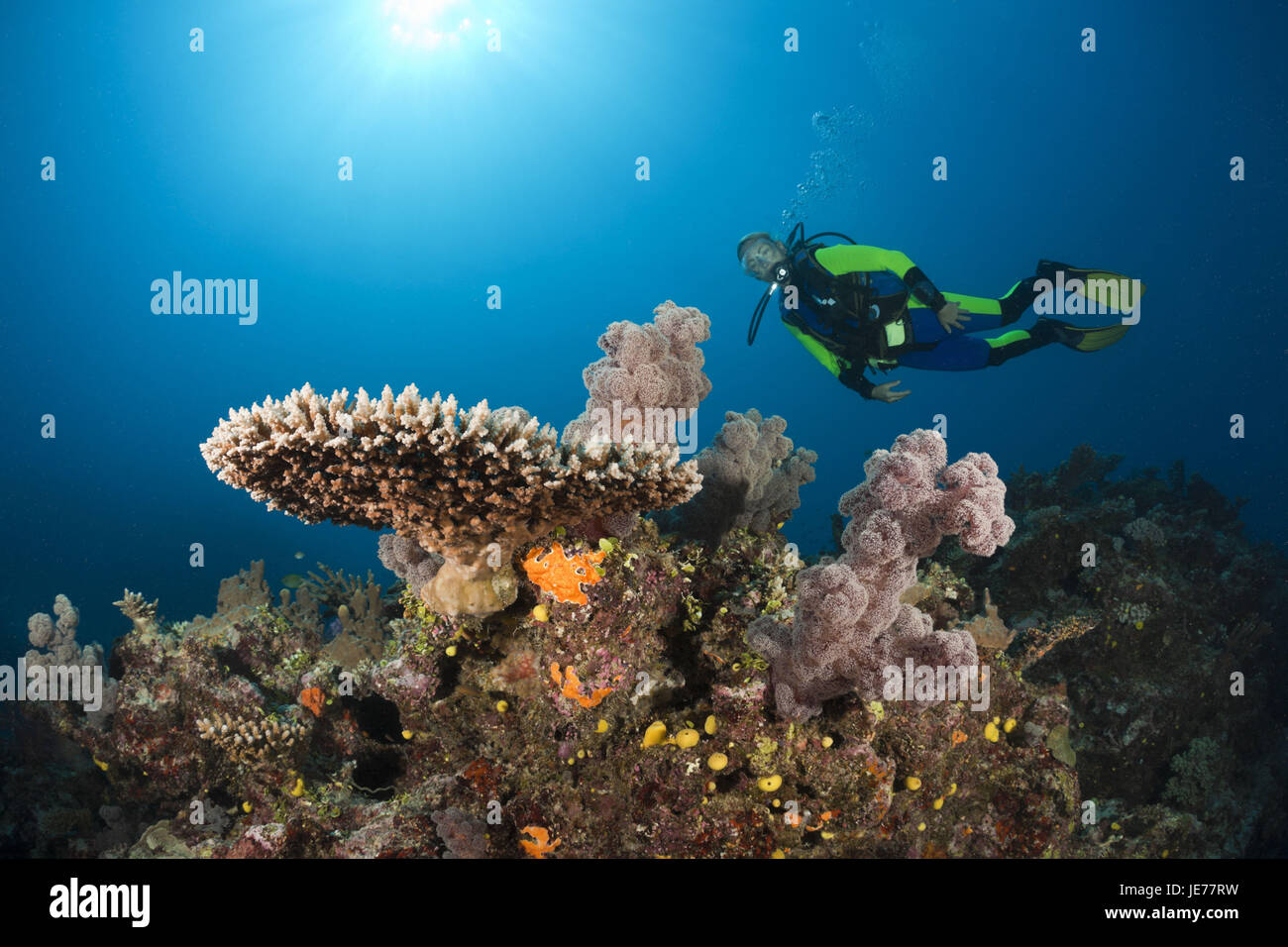 Taucher im Korallenriff, Wakaya, Lomaiviti, Fidschi, Stockfoto