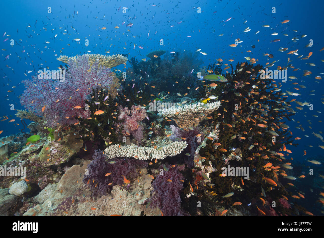 Kennzeichnen Sie Barsche im Korallenriff, Pseudanthias Squamipinnis, Namena marine Park, Fidschi, Stockfoto