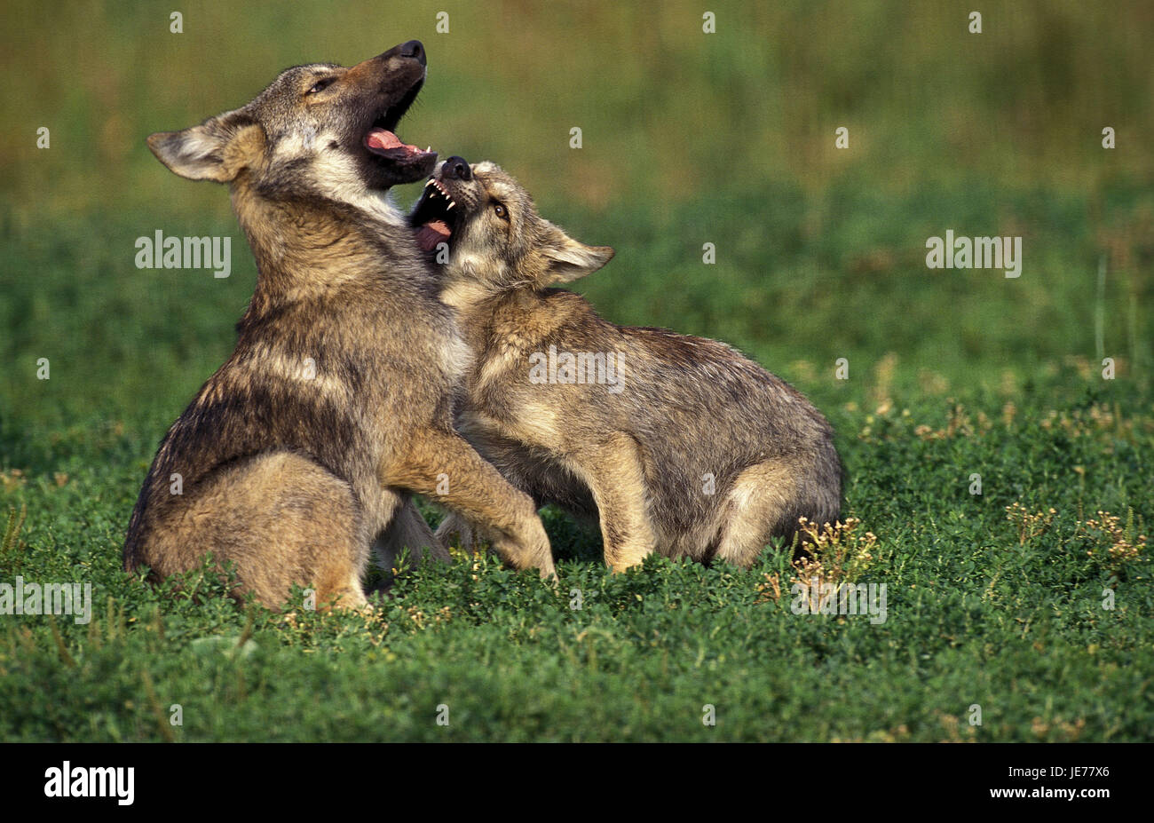 Wolfs, Canis Lupus, Welpe, Wolf-junge, liegen, Rasen, Stockfoto