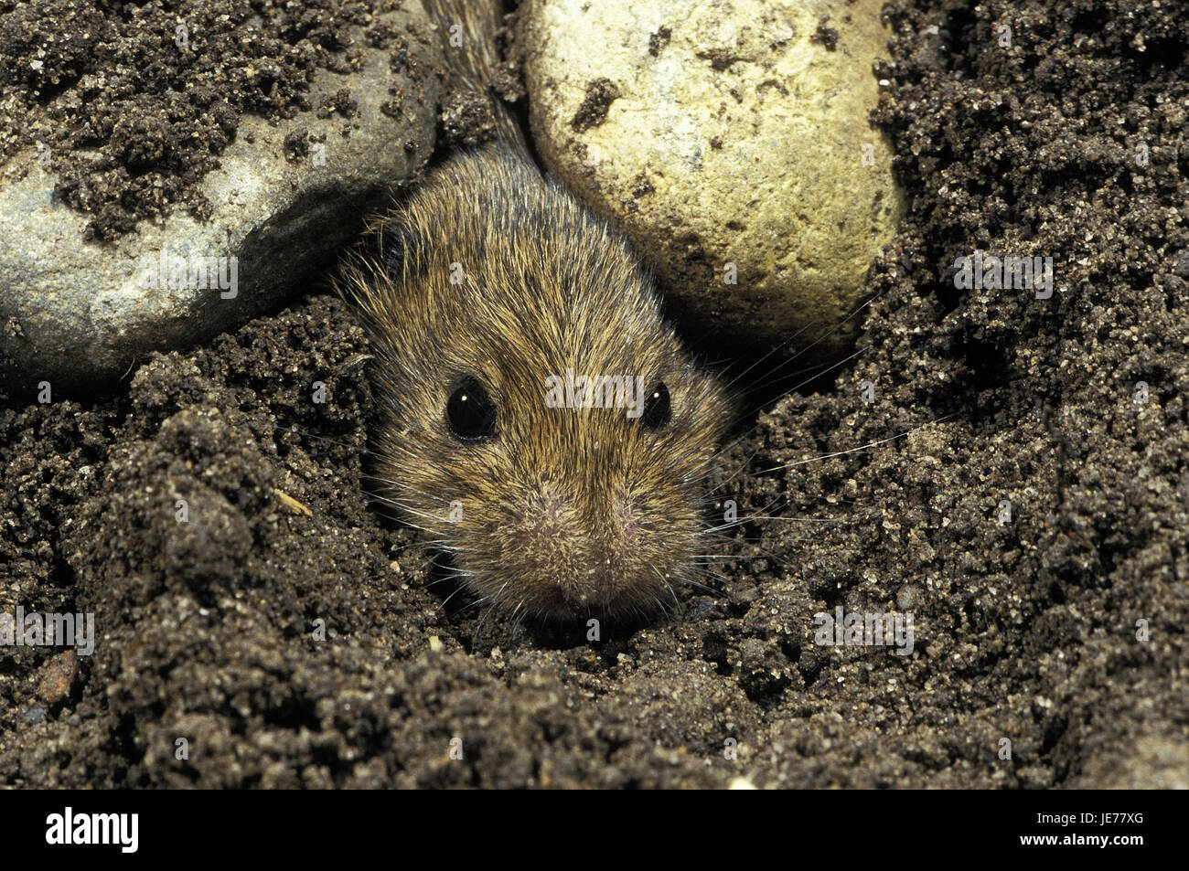Feld Maus, Microtus Arvalis, erwachsenes Tier, Kopf, erscheinen, der Erdoberfläche, Stockfoto