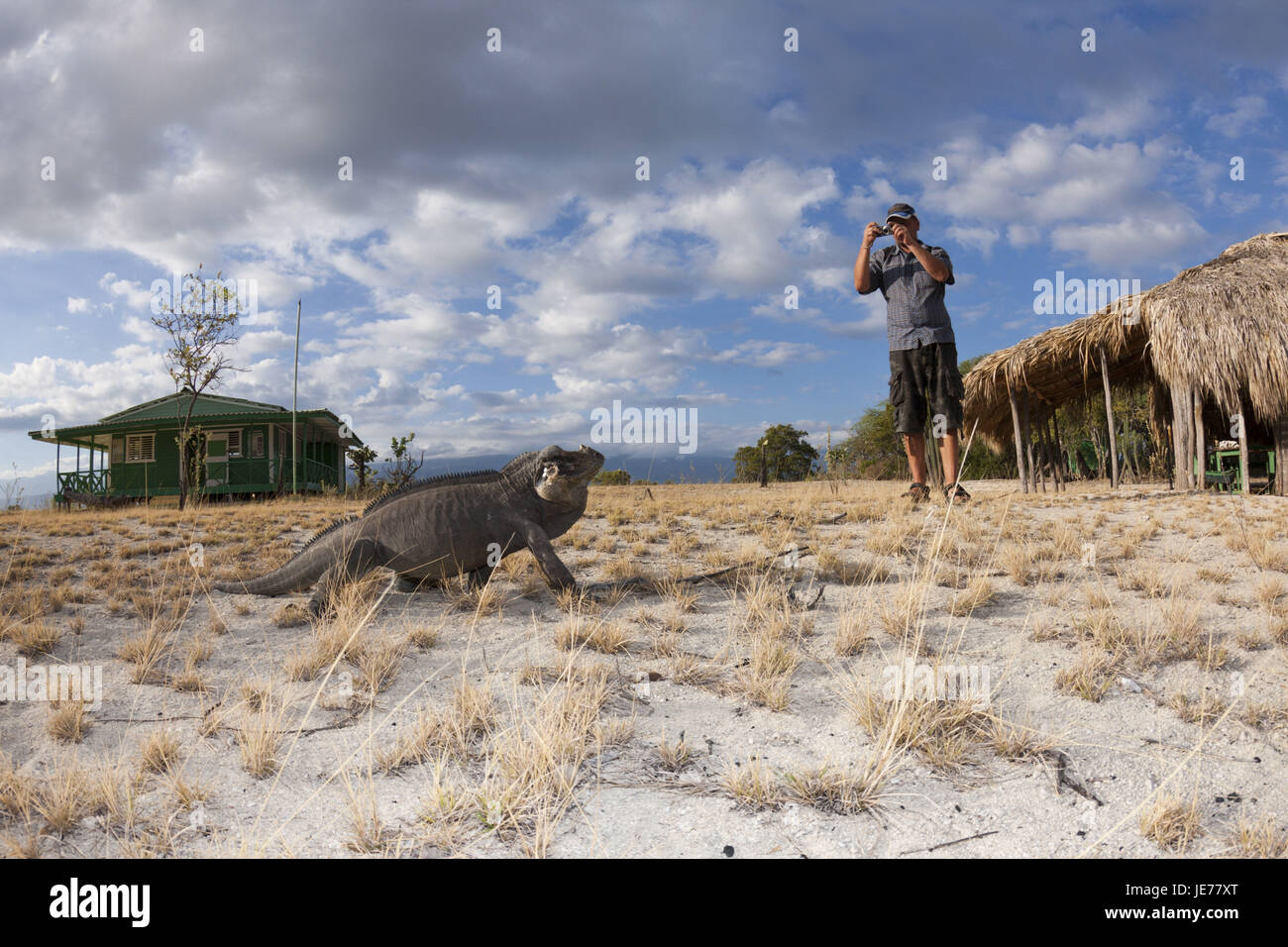 Nashornleguan im Nationalpark Isla Cabritos, Cyclura Cornuta, Lago Enriquillo, der Dominikanischen Republik, Stockfoto