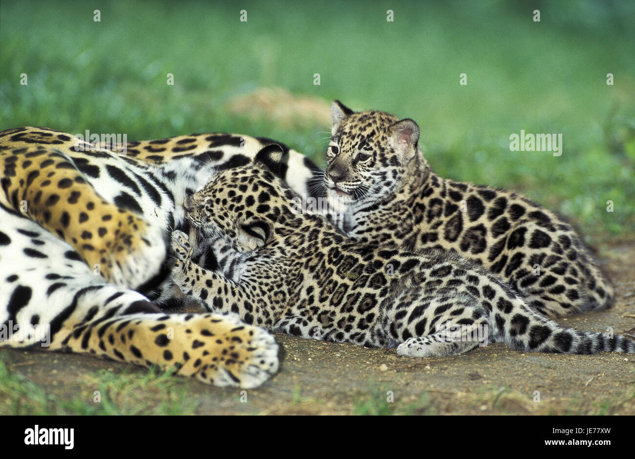 Jaguar, Panthera Onca, Weibchen, Jungtier, Krankenschwester, Stockfoto