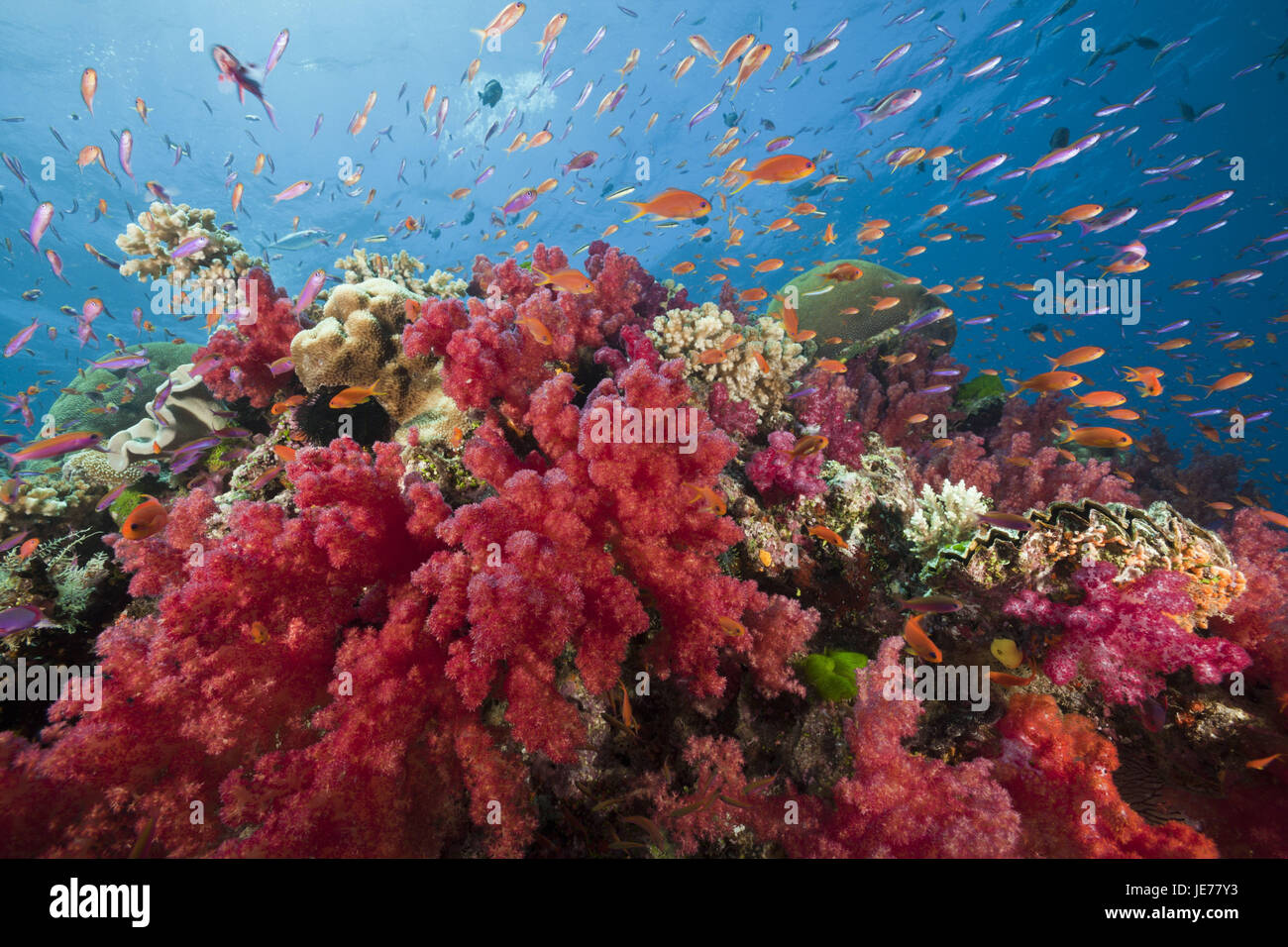 Kennzeichnen Sie Barsche im Korallenriff, Pseudanthias Squamipinnis, Namena marine Park, Fidschi, Stockfoto