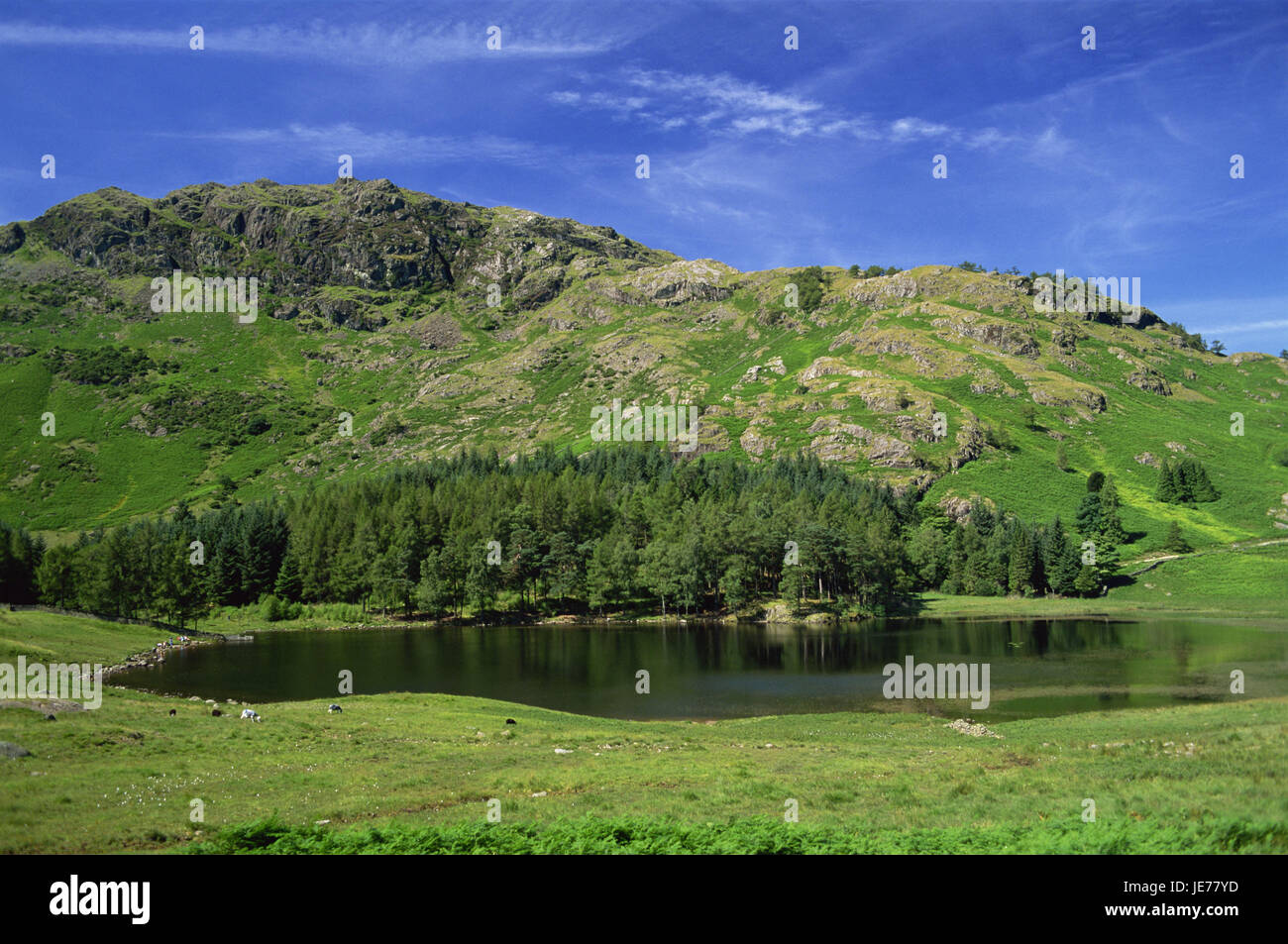Großbritannien, England, Cumbria, Sole-Bezirk, Great Langdale, Blea Tarnung, See, Europa, Wiesen, grün, Hügel, Berge, Landschaft, Berglandschaft, Holz, Bäume, Wasser, Natur, aus der Ferne, Idylle, menschenleer, Tiere, grasen, Weiden, Stockfoto