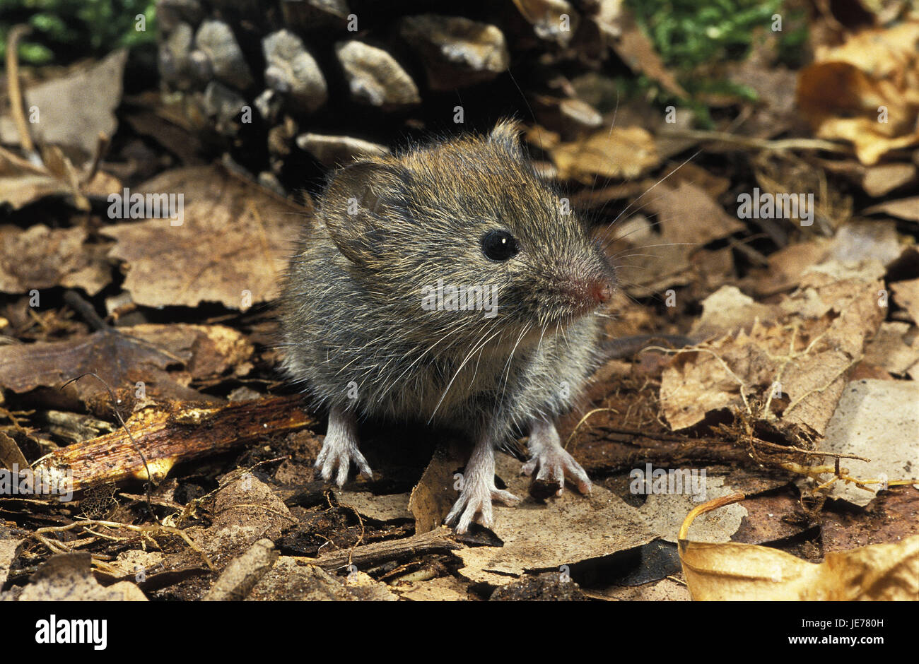 Rötel-Maus, Clethrionomys Glareolus, erwachsenes Tier, Ständer, Herbstlaub, Stockfoto