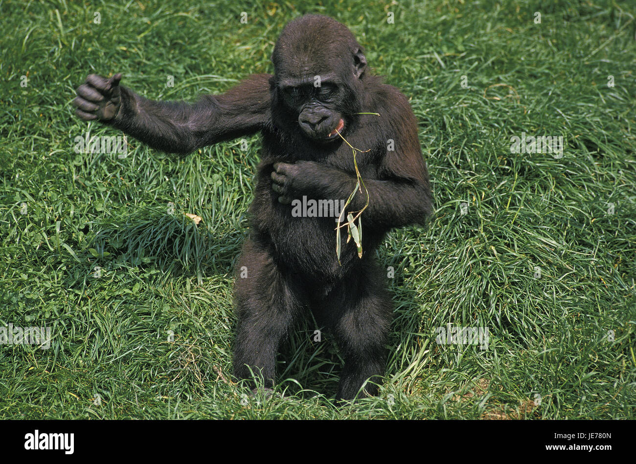 Östlichen schlicht Gorilla, Gorilla Beringei Graueri, auch grau, Gorilla, Jungtier, Rasen, Stand, Stockfoto