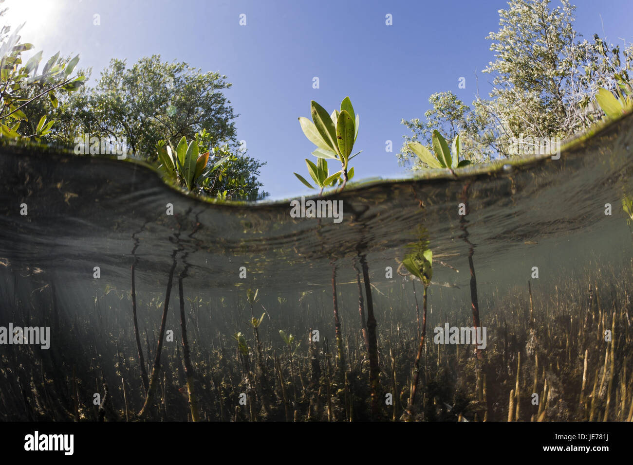 Mangroven, Rhizophora, Nationalpark Batch Haitises, der Dominikanischen Republik, Stockfoto