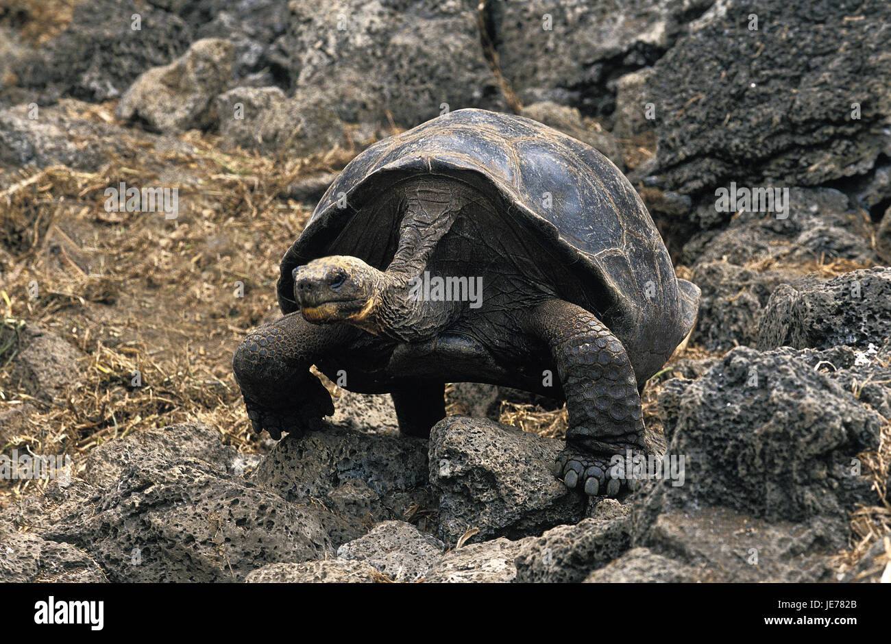 galapagos-gigantische-schildkr-te-chelonoidis-nigra-erwachsenes-tier