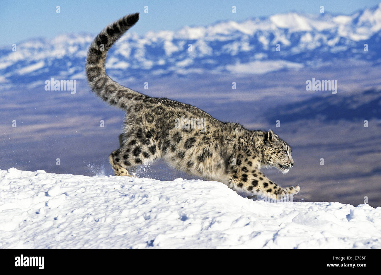 Schneeleopard oder Irbis, Panthera Uncia, erwachsenes Tier, laufen, Schnee, Stockfoto