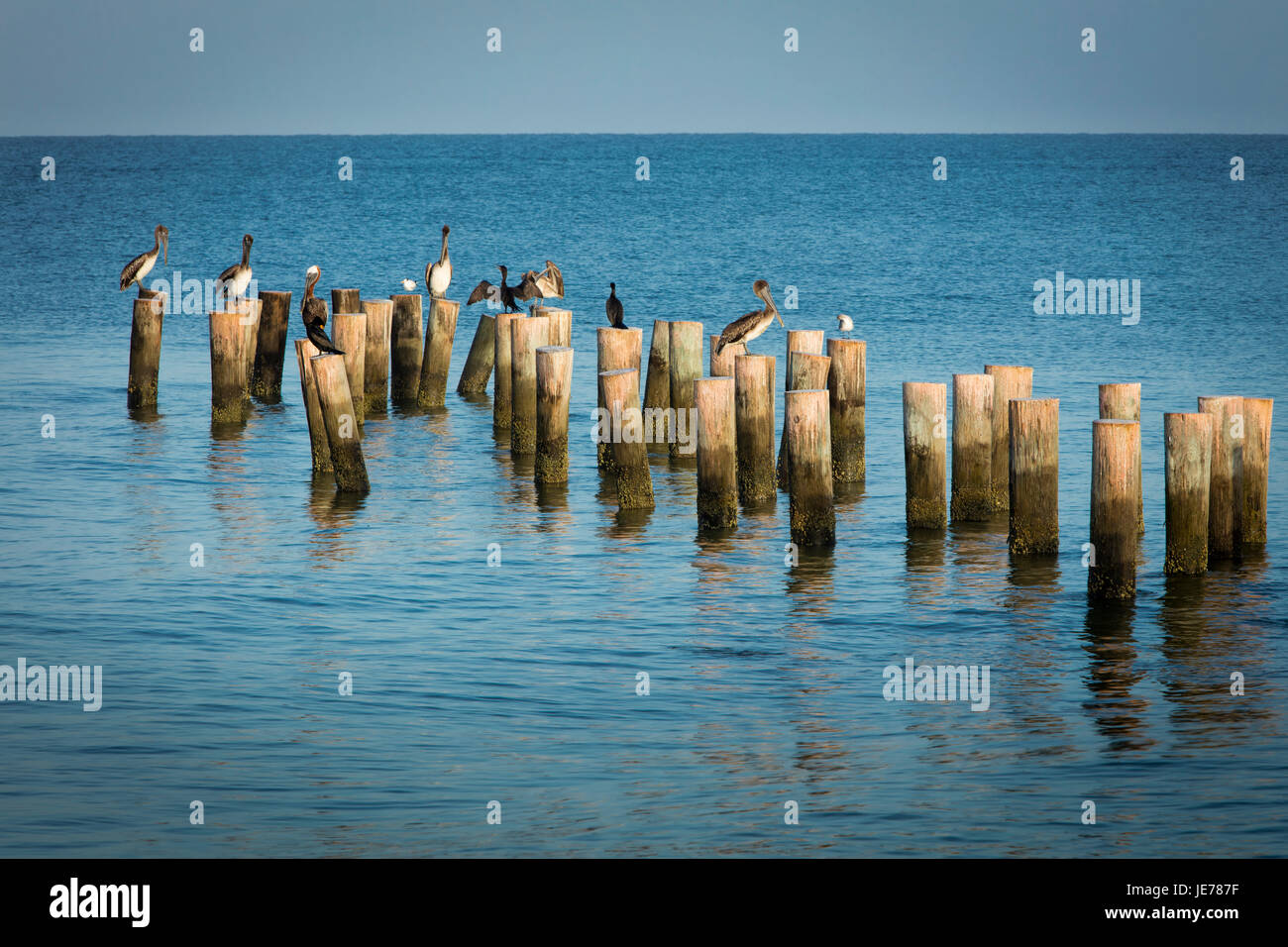 Braun Pelicans(Pelecanus occidentalis) thront auf alten Pier Pfählen auf den Golf von Mexiko in Naples, Florida, USA Stockfoto