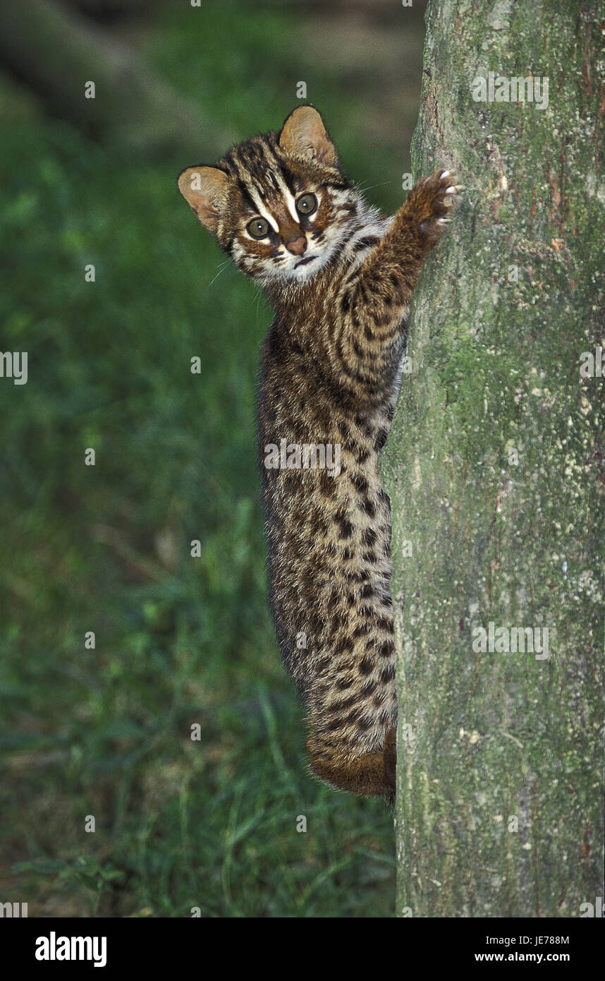 Bengalkatze, Prionailurus Bengalis Sis, auch Leopardkatze, Jungtier, Aufstieg, Stamm, Stockfoto