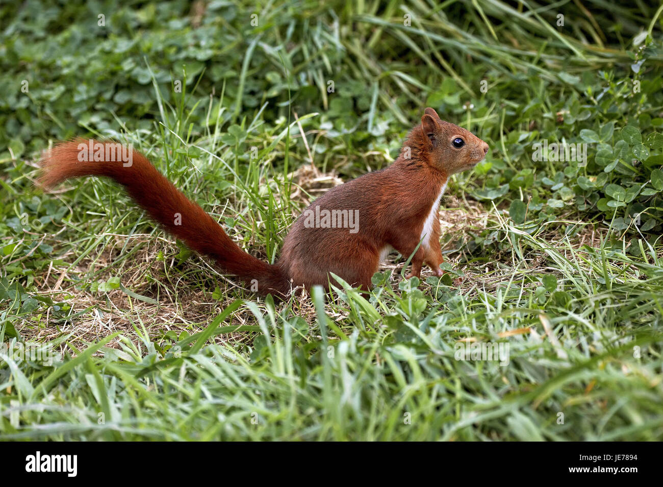 Eichhörnchen Sciurus Vulgaris, erwachsenes Tier, Rasen, Normandie, Stockfoto