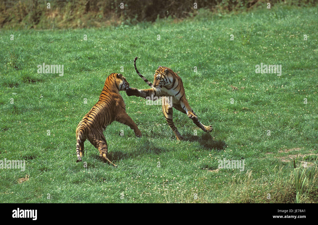 Bengalische Tiger, Panthera Tigris Tigris, ausgewachsene Tiere, Kampf, Stockfoto