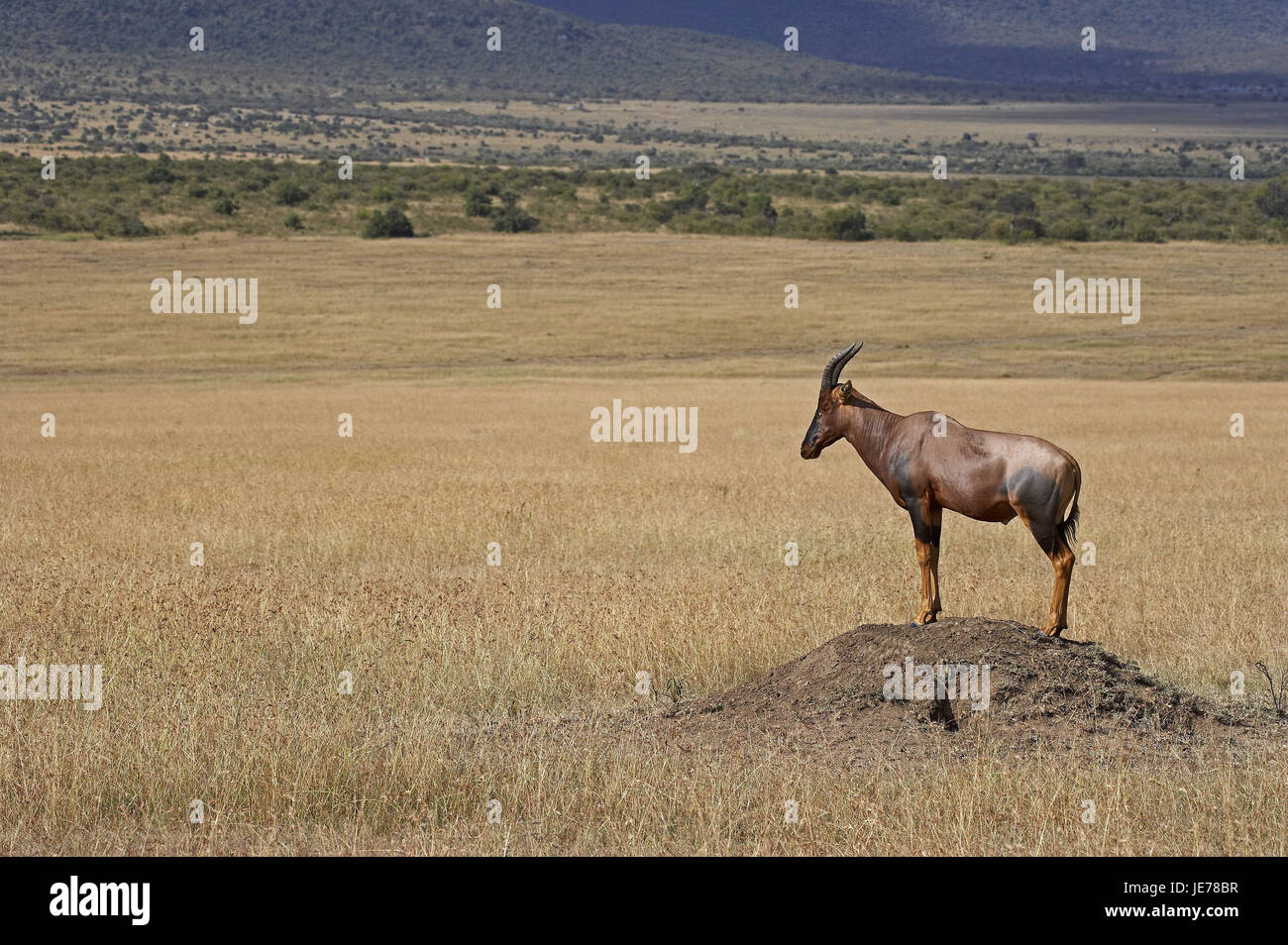 Lyra-Antilope, Damaliscus Korrigum, erwachsenes Tier, Ständer, Termitenhügel, Masai Mara Park, Kenia, Stockfoto