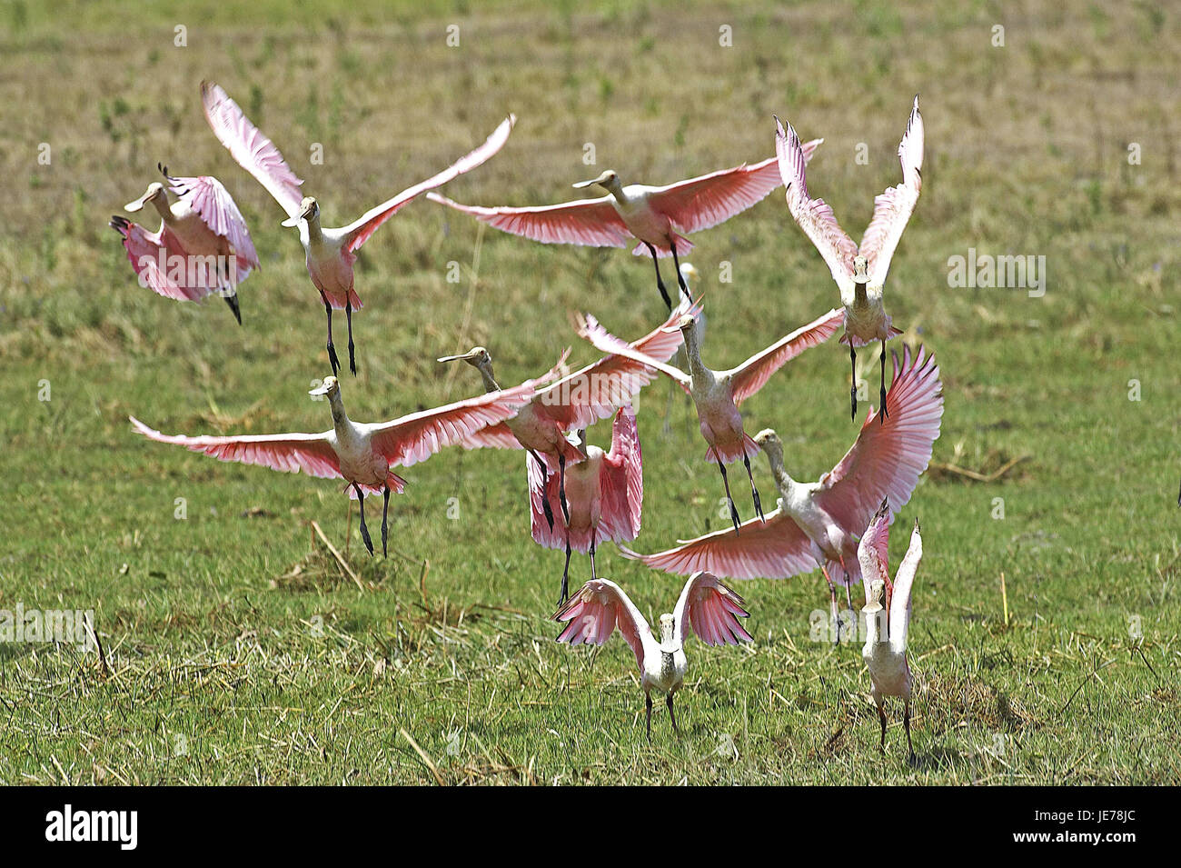 Rosalöffler Platalea Ajaja oder Ajaia Ajaja, Gruppe, Flug, batch-Lianos, Venezuela, Stockfoto