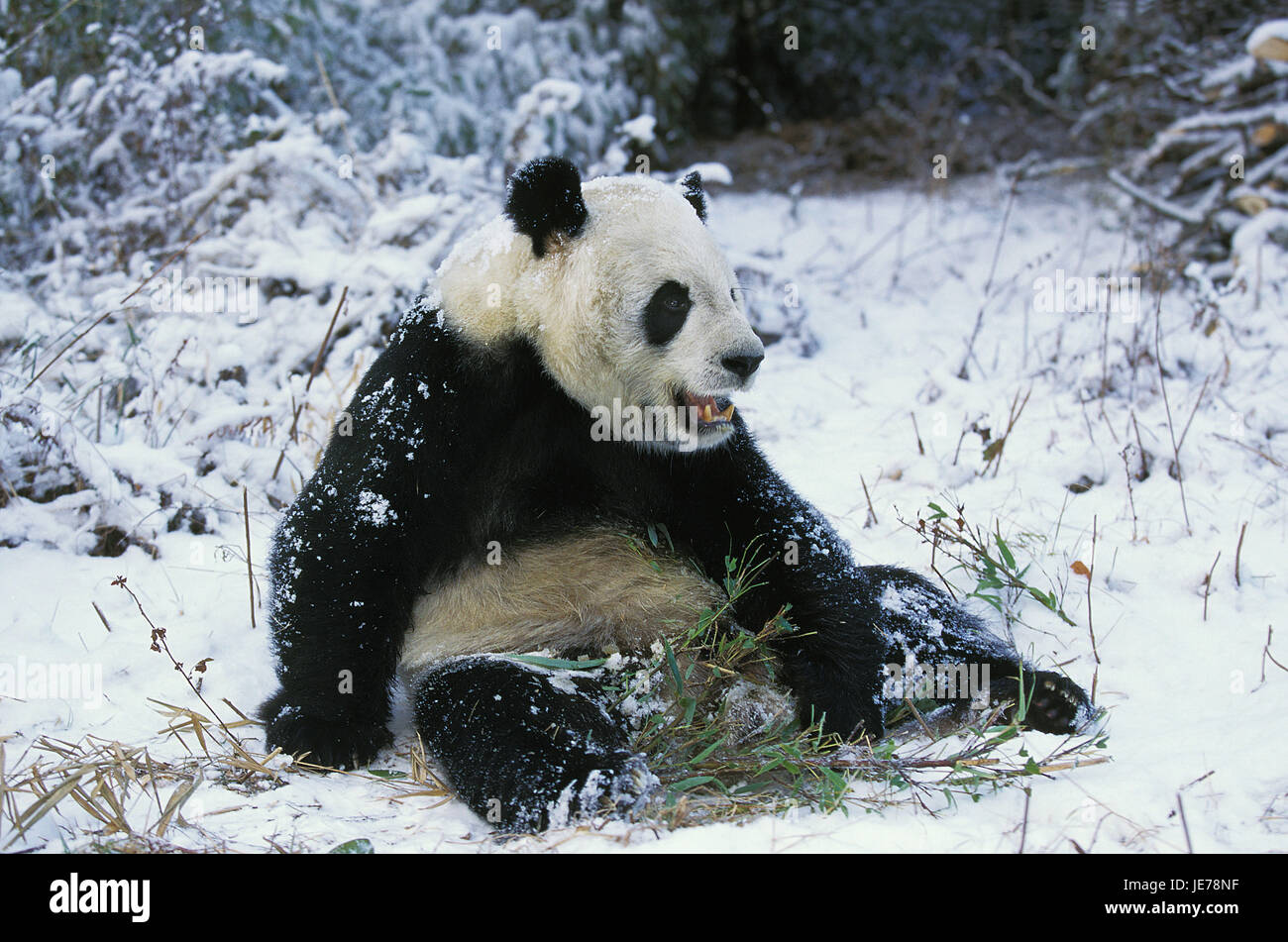 Großer Panda, Ailuropoda Melanoleuca, erwachsenes Tier, Essen, Bambus, Wolong Reserve, China, Stockfoto