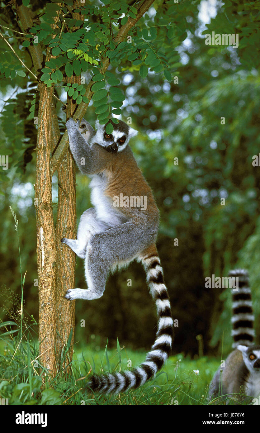 Katta Lemur Catta, erwachsenes Tier, hängen, Stamm, Stockfoto