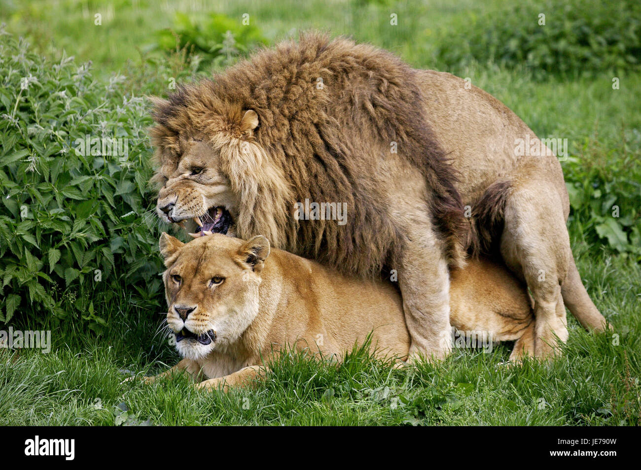 Afrikanischer Löwe, Panthera Leo, paar, Paarung, Stockfoto