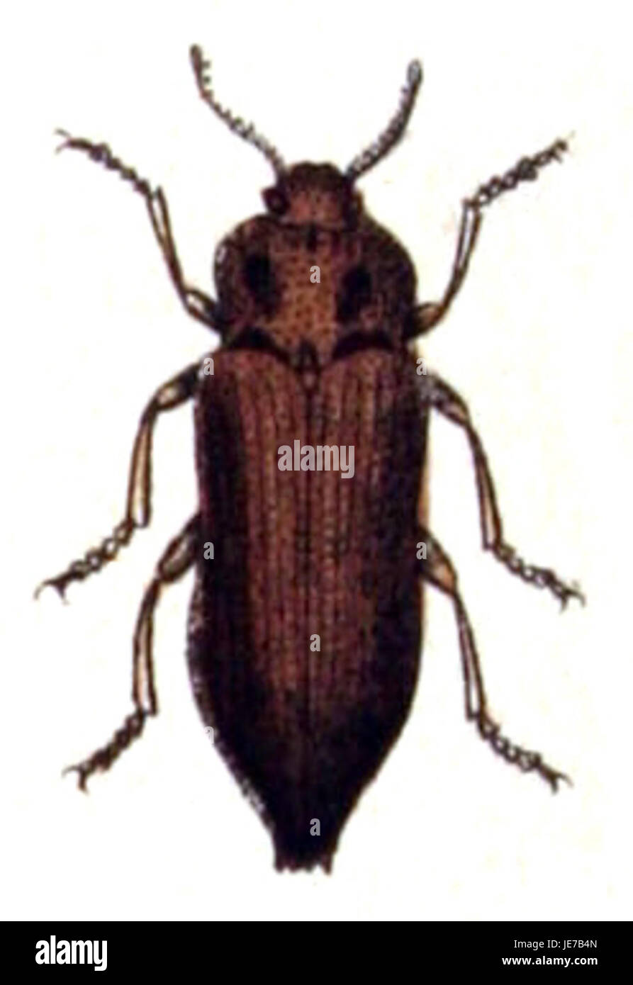 Eine detaillierte Fotografie von Dicerca aenea, allgemein bekannt als der metallische Holzkäfer. Das von Calwer identifizierte Exemplar zeigt seine charakteristische metallische Farbe und Körperstruktur, typisch für Holzkäfer der Familie Cerambycidae. Stockfoto