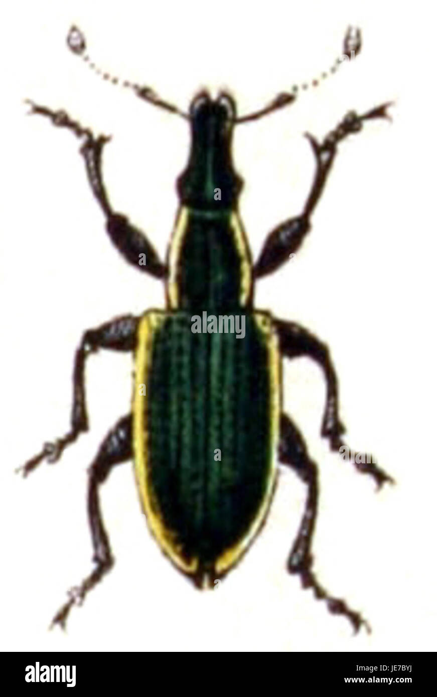 Chlorophanus.viridis.-.calwer.31.10 Stockfoto