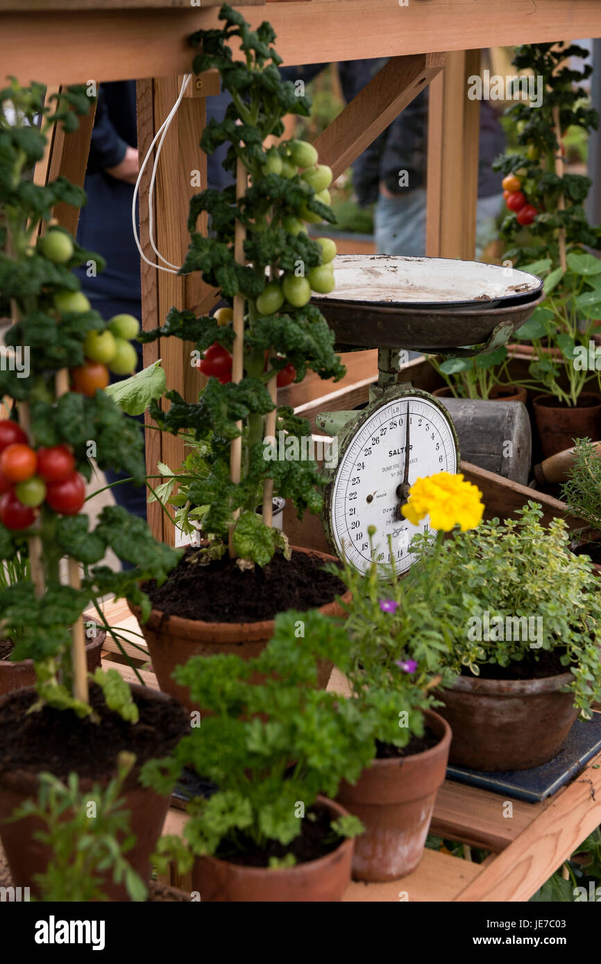 Tomaten & kleine Pflanzen in Terrakotta-Töpfe in einem Holz-Gewächshaus - erste RHS Chatsworth Flower Show, Chatsworth House, Derbyshire, England, UK. Stockfoto